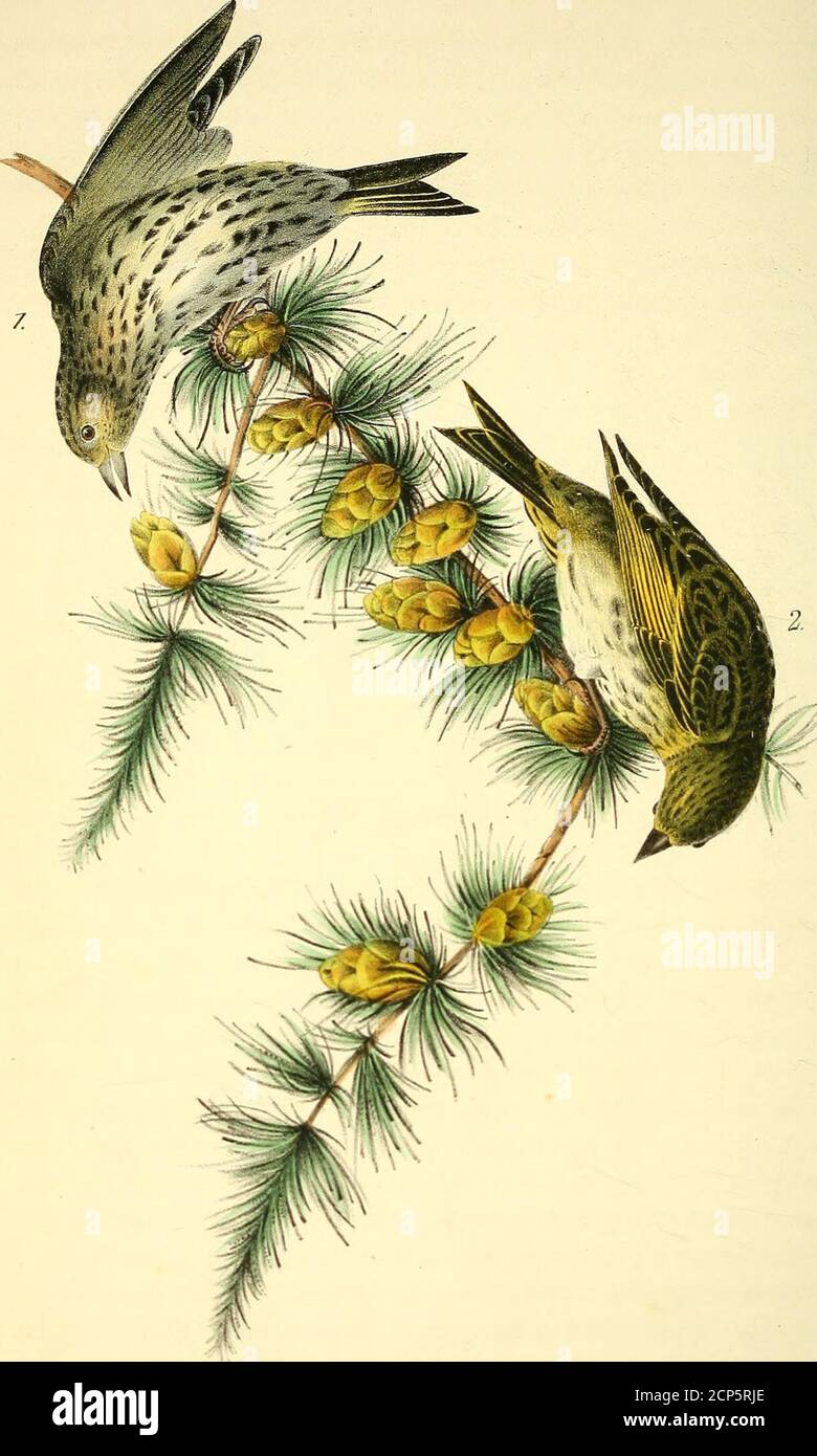 . The birds of America : from drawings made in the United States and ...