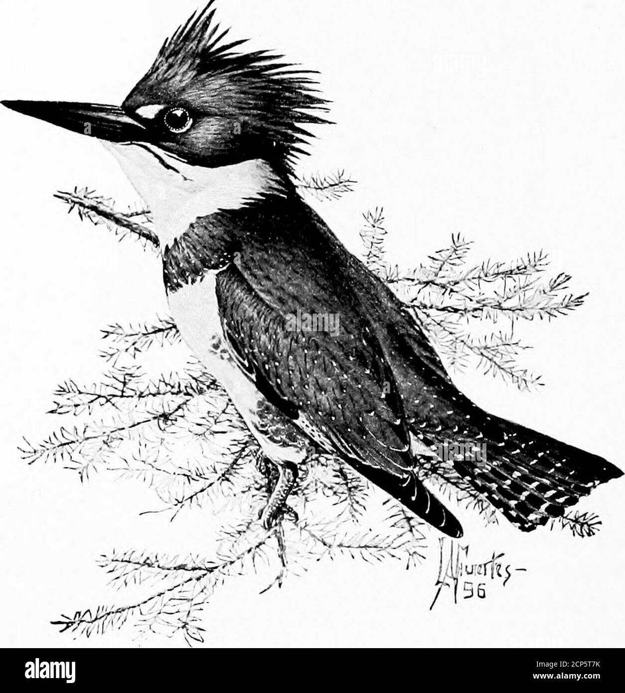 . Further observations on Minnesota birds : their economic relations to the agriculturist . reh dififerent diet from that of other membersof the same family. That it seriously injures birches, maples,mountain ash, apple, evergreen, and other trees by girdling themwith holes in its seeking for sap and cambium goes without say-ing. It may and probably does consume a few insects which areattracted to the bleeding holes, but not in sufficient numbers or of 8 FURTIllik ()BSEKATI()NS ON MINNKSOTA BIRDS: the right kind to compensate for the injury inflicted upon thetrees. The bird is about Syi inche Stock Photo