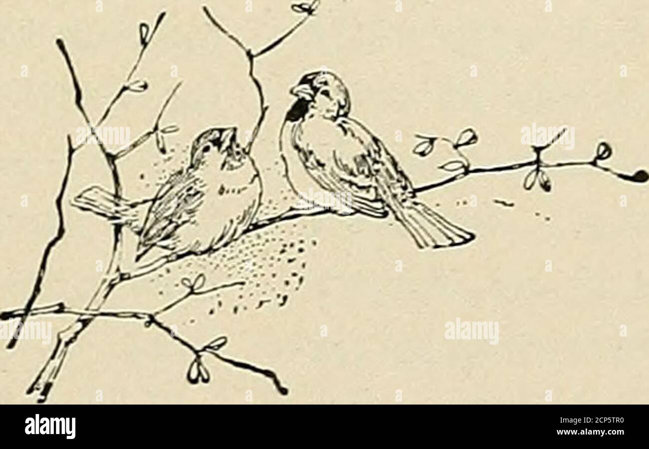 . Bird lore . o12.30 P.M., and 3.15 to 6 p.m. Fair in a.m., tropical shower? in the p.m.; temp. 78° to 86°.Fourteen miles on foot. Observers together. Cuban Green Heron, 4; Little Blue Heron, 10;Snowy Egret, 2; Porto Rican Sparrow Hawk, 3; Ruddy Turnstones, 9; Porto Rican GroundDove, i; Mangrove Cuckoo, i; Ani, 5; Porto Rican Woodpecker, 6; Porto Rican Tody, 5;Fork-tailed Hummingbird, i; Gray Kingbird, 21; Porto Rican Petchary, 13; Porto RicanWood Pewee, 2; Jamaican Cliff Swallow, 11; Jamaican Mockingbird, 6; Latimers Vireo, i;American Redstart, 8; Waterthrush, i; Louisiana Waterthrush, 3; Pra Stock Photo