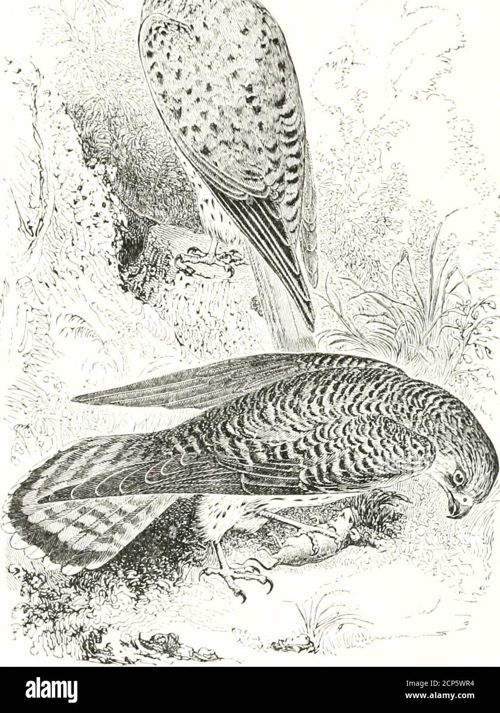 . A history of British birds . Falco tinnunculus, Linnaeus *.THE KESTREL, OR WINDHOVER. Falco tinnunculus. The Kestrel is the must common species of the BritishFalconidce, and from its peculiar habits, which place it veryoften in view, it is also, as might be expected, the bestknown. It is handsome in shape, attractive in colour, andgraceful in its motions in the air; though from its mode of * Syst. Nat. Ed. 12, i. &gt;. 127 (1766). KESTEEL. 79 searching for its food, and the shortness of its wings com-pared with the other small species already figured, it departsfrom the characters of the tr Stock Photo