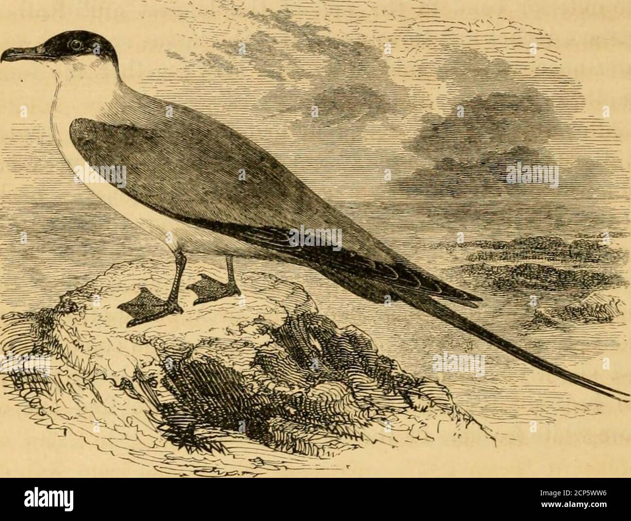 . A history of British birds . 680 GA y/J5. LARID^. LARID^.. Stercokarius parasiticus (Linuieus*). THE LONG-TAILED OR BUFFONS SKUA. Lestris Buffonii. This smallest species of the genus Stercorarius, althoughmuch more rare than the Arctic Skua, has occasionally beentaken in this country, generally in autumn. It is distinctlycircumpolar in its breeding-range, and although it has beensaid to nest sporadically in Caithness and the Orkneys,the evidence can hardly be considered conclusive. Mr. R.Gray states that in the summer of 1863 he examined a pairshot on the island of Wiay in the Hebrides, as t Stock Photo