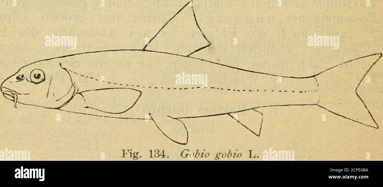 . Mammalia, Aves, Reptilia, Amphibia, Pisces . , Rückenflosse einfarbig dunkel-grau; bisweilen an den Strahlen unregelmäßig marmoriert (ebensoauch an den anderen Flossen). Länge 30—70 cm. Flüsse und Seen, bevorzugt klares Wasser mit Strömung. Vor-wiegend nächtlicher Grundfisch; hält Winterschlaf (?). LaichtMai—Juli in Zügen. (^ zur Brunstzeit auf dem Scheitel mit (nachhinten zu Leisten zusammenfließendem) körnigem Ausschlag. Fleisch grätig, wenig geschätzt. Der Genuß der Eier („Rogen)soll Erbrechen und Durchfall verursachen. B. Petenyi Heck. Semling. i? 3/8; A 3/5; Seh 55—60 11—12 Die sonstige Stock Photo