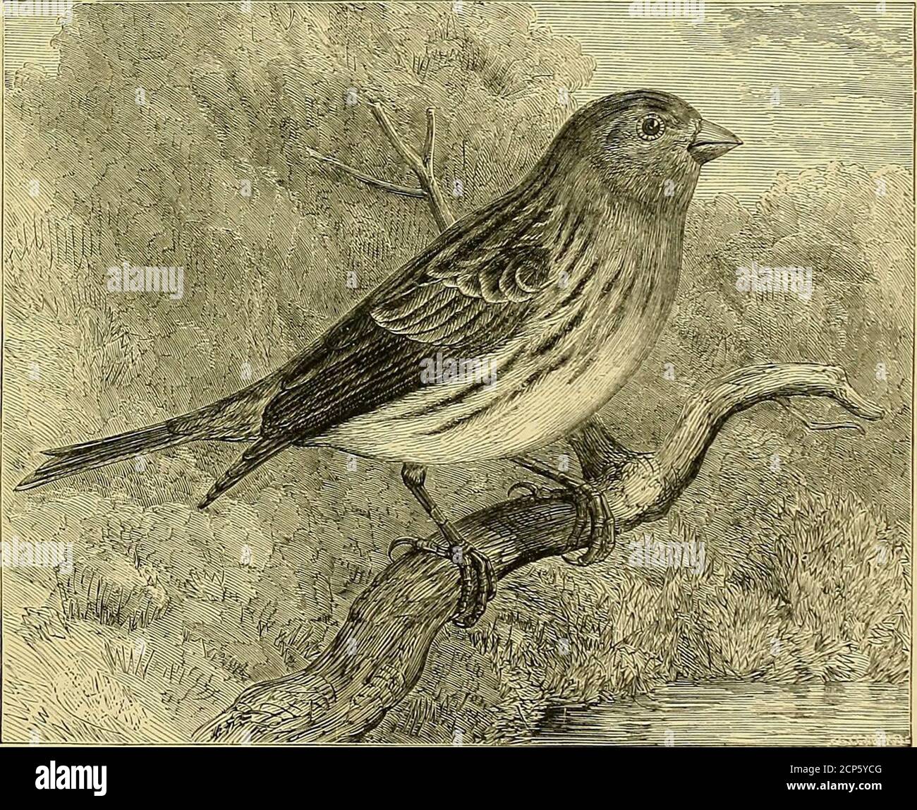 Cassell&rsquo;s book of birds . m the posi-tion they have hitherto 