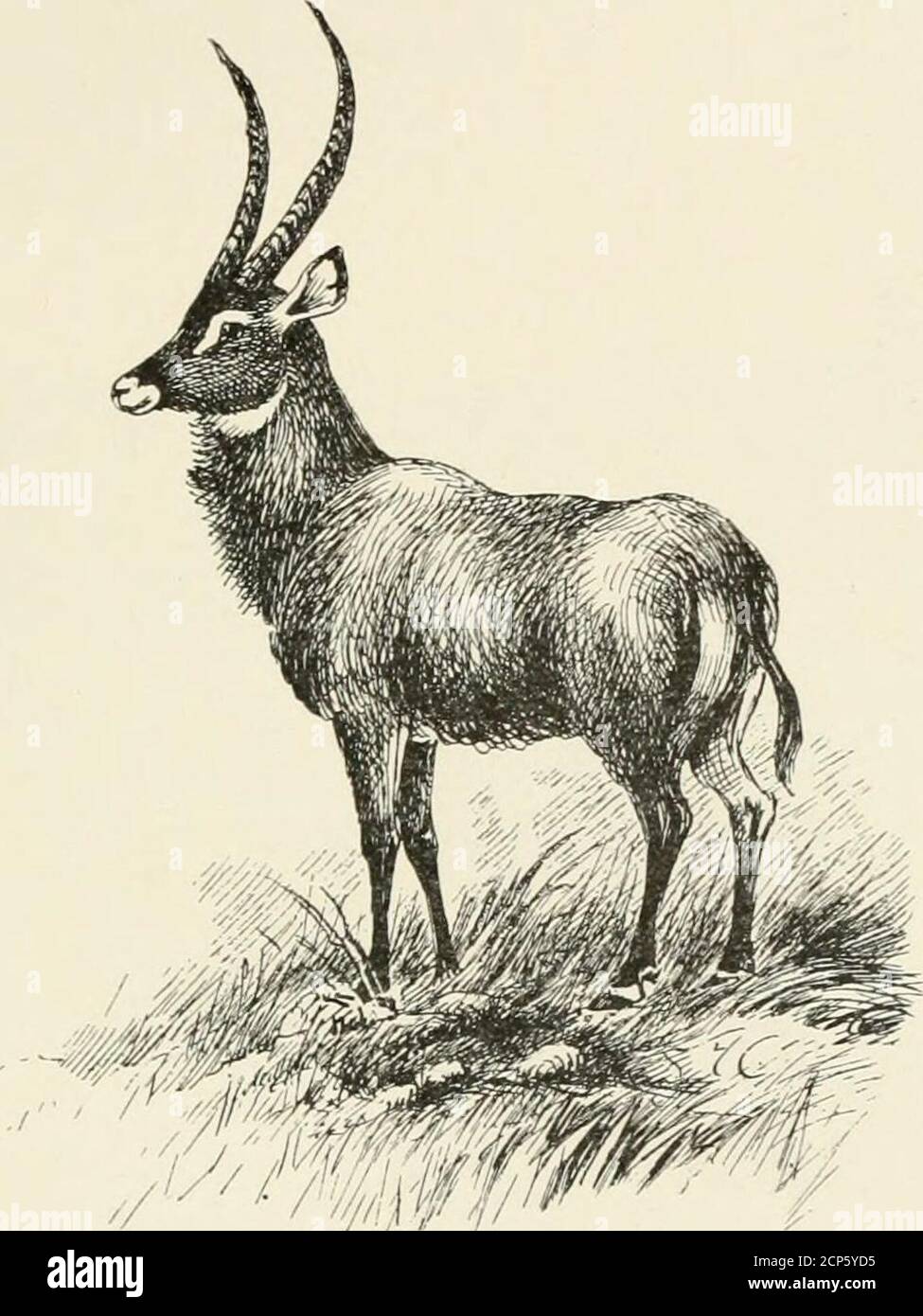 On safari : big game hunting in British East Africa, with studies