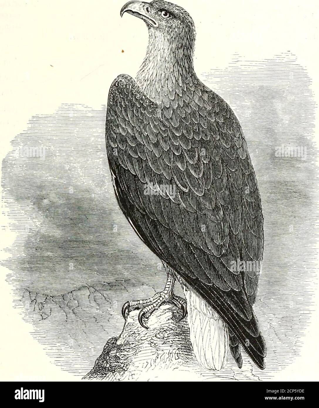 . A history of British birds . ACC1PITRES. WHITE-TAILED EAGLE. 25FALCONlDuE.. Hall^etus albicilla (Linnaeus*). THE WHITE-TAILED EAGLE. Halimetus albicilla. Hall^eetus, Savignyf.— Beak elongated, strong, straight at the base, curvingin a regular arc in advance of the cere to the tip, and forming a deep hook. The * Yultur albiulla (misprint), Linnseus, Syst. Nat. Ed. 12, i. p. 123 (1766).f Systeme des Oiseaux de lEgypte et de la Syne, p. 8 (1810).VOL. I. E 2G fal&lt; hxiiu:. upper ridge broad and rather flattened. Edges of the maxilla slightly pro-minent behind the commencement of the hook. Nost Stock Photo