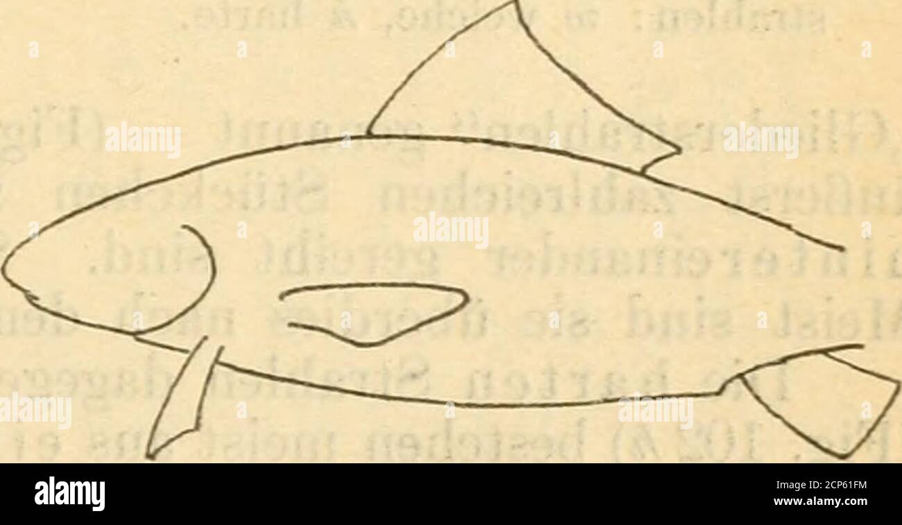 . Mammalia, Aves, Reptilia, Amphibia, Pisces . Lage der Bauchflosseu. a bauch-b brustständig, c kehlständig.(Original.) Fig. 100ständij paaren, auch die „senk-rechten genannt, liegen ge-nau in der Symmetrieebene des Fischkörpers und sind nur einmalausgebildet. Gewöhnlich kann man mehrere selbständige Abschnittedieser Flossen unterscheiden: 1. Die „Rückenflosse (Fig. 101 R) auf dem Rücken, in einigenFällen in zwei einzelne, eine vordere (erste) und eine hintere (zweite)geteilt und daini als R^ und R., unterschieden. 2. Die „Schwanzflosse (Fig. 101 S), meist „gabelig d. h.mit mittlerem dreieckig Stock Photo