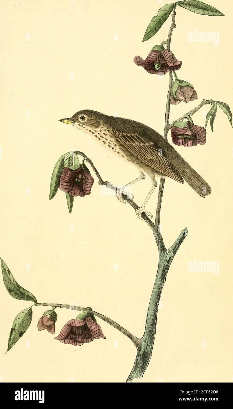 . The birds of America : from drawings made in the United States and their territories . nd patience beunderstood. After a careful examination and comparison, I was induced to consider thepresent as a new species, to which, on account of its small size, I gave thename of Dwarf Thrush, T. nanus. It is nearly allied to the HermitThrush, but is smaller, and has the second and sixth quills nearly equal,whereas in T. solita?,ius the second quill is considerably shorter than thesixth. It must be confessed that it differs very little from that species,excepting as to size, and especially that of the Stock Photo