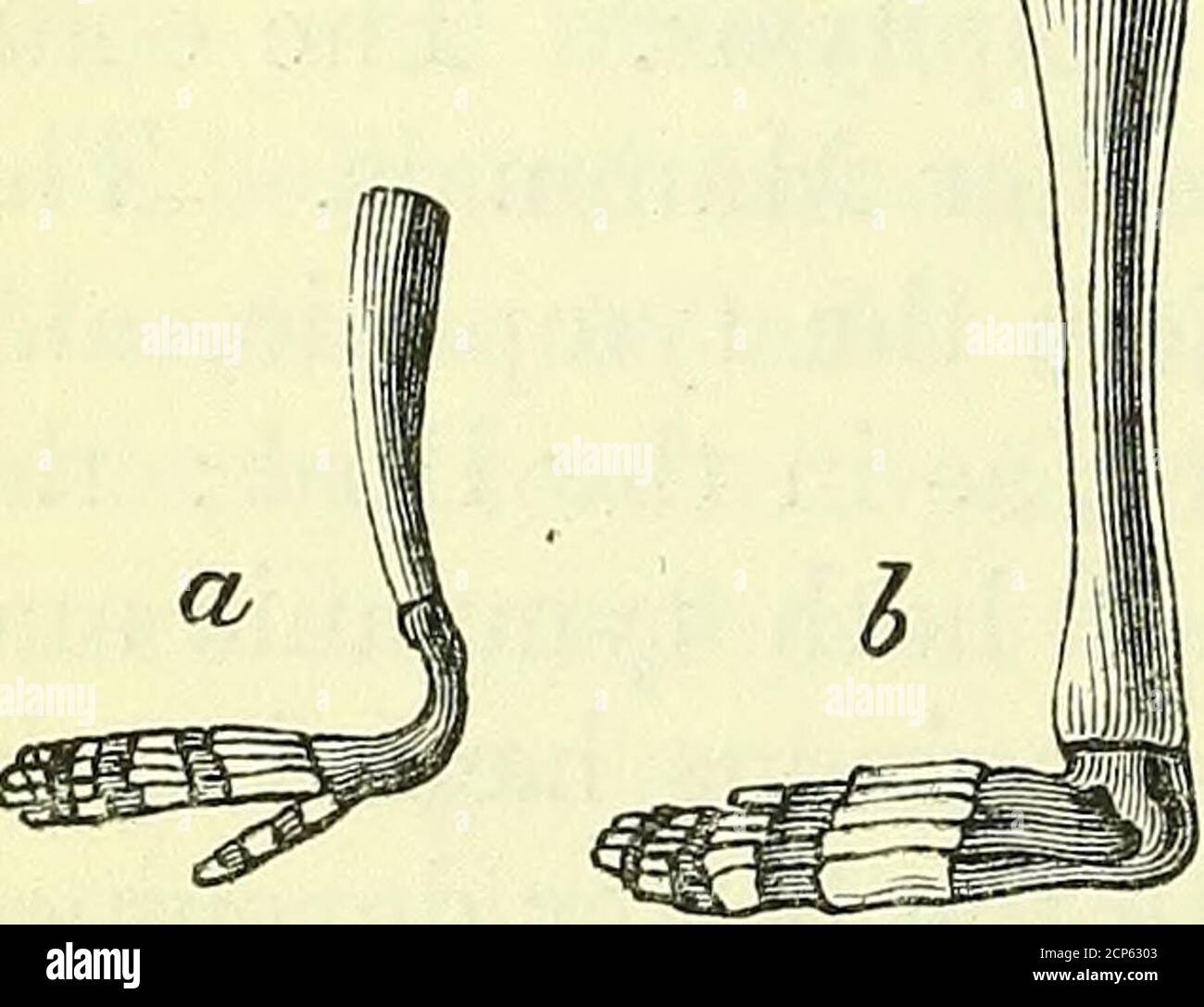 . On the anatomy of vertebrates [electronic resource] . ger ...