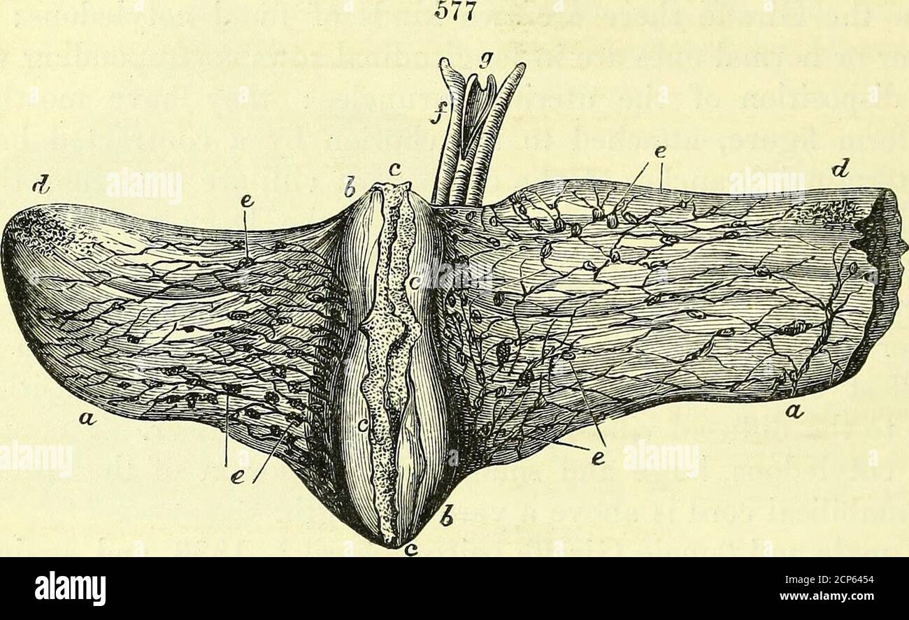 . On the anatomy of vertebrates [electronic resource] . oncomitantly