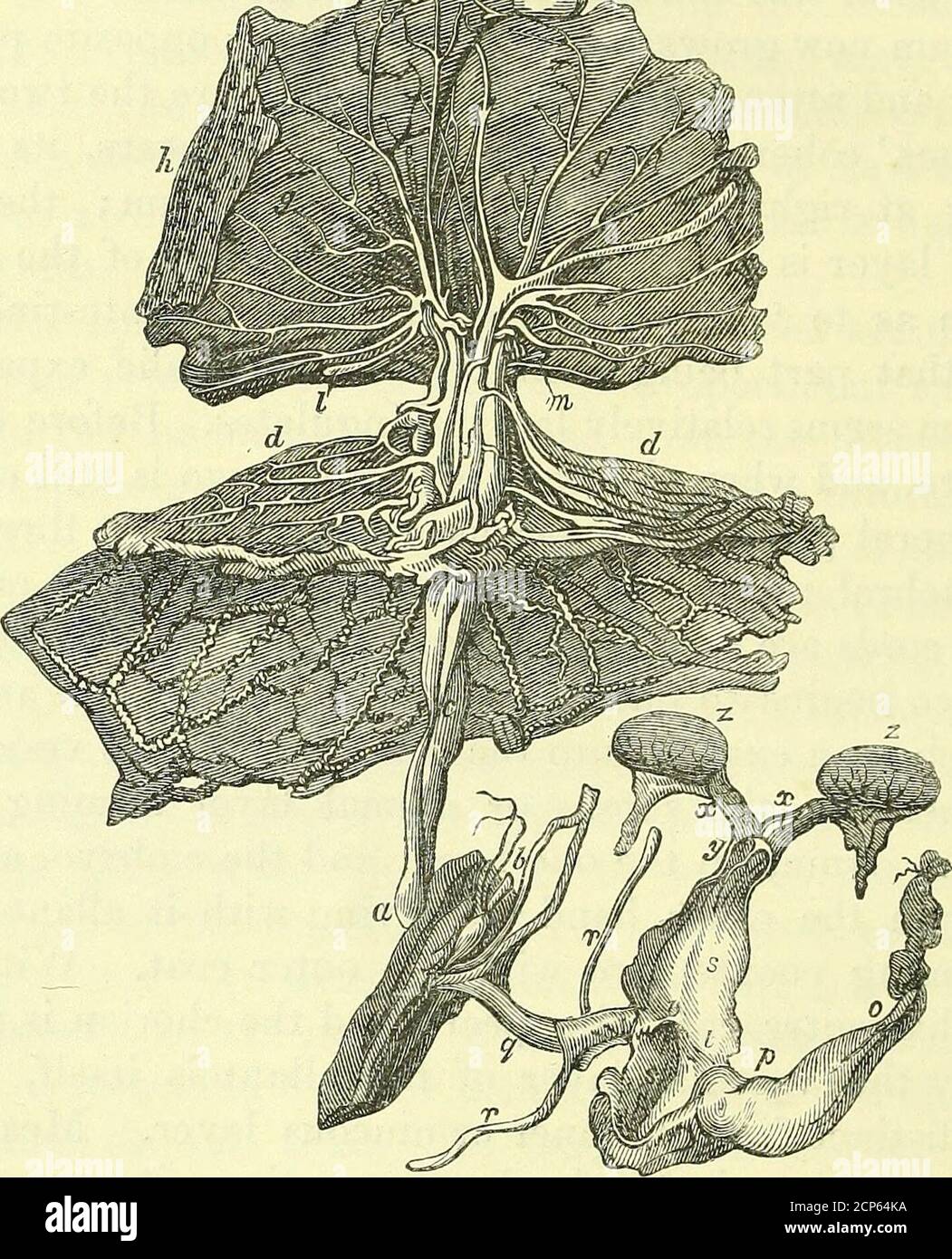 . On the anatomy of vertebrates [electronic resource] . Perisso- and a few Artio- dactyles shortvillous processes bud out from a greater part of the superficies ofthe chorion, and a co-extensive minutely alveolar growth of thelining substance of the uterus receives them. Fig. 574 represents the foetal membranes and appendages 1 xx. vol. v. p. 20, pi. 59, fig. 7. Later German Embryologists have called the one serous or animal layer, the other mucous, vegetal or organic layer ; but, anyof these terms can only be understood in an arbitrary sense. See Vol. II. p. 259, fig. 1 33.2 lb. p. 20. 3 ccxx Stock Photo