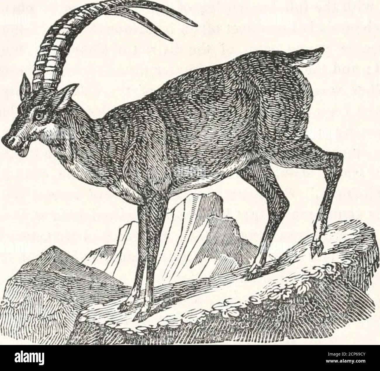 . The naturalist's library; containing scientific and popular descriptions of man, quadrupeds, birds, fishes, reptiles and insects; . inguinal pores ; ears pointed ; legs robust; tail short;chin bearded. 368 MAMMALIA —IBEX. two slight diflcrences, the one externally, and the other internally. Thehorns of the ibex are longer than those of the he-goat; they have two longi-tudinal ridges, those of the goat have hut one. They have also thick knots,or transverse tubercles, which mark the number of years of their growth;while those of the goats are only marked with transverse strokes. Theibex runs a Stock Photo
