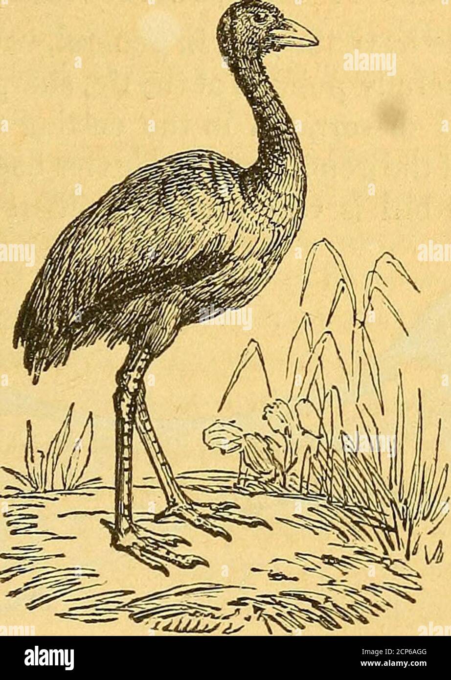 . The natural history of birds . the ostrich it is of moderatelength, depressed, or flattened at the tip, having themandibles of nearly equal size, and somewhat flexible,with a sort of nail at the tip of the upper one, but thetips are obtuse or rounded. It bears a slight resem-blance to the bills of geese. This is the first indica-tion of a grazing bill which occurs in the class, viewed BILLS OF SHORT-WINGED BIRDS. 217 in the order in which we have considered it ; andthe habit of the bird corresponds. The nhandeu, orostrich of South America, has the bill shorter, andrather compressed toward th Stock Photo