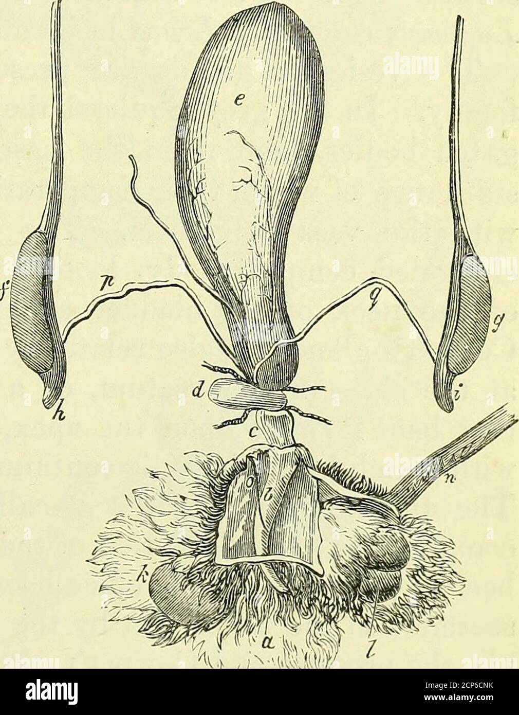 . On the anatomy of vertebrates [electronic resource] . , in Leporidce) within the abdomen. Besides Cowperianthere are prostatic and vesi-cular glands, usually large:but, again, the Leporidceshow their exceptional cha-racter in the Order by theabsence of the latter. Inthe Hare (Lepus timidus)the testes make a more con-spicuous prominence thanin other Rodents, in theirscrotal bags, one on each sidethe cloacal vent, fig. 505, a.The tunica vaginalis retainsan opening wide enough forthe repassage of the testisinto the abdomen, but itadheres to the bottom of thesac, the serous membraneof which is t Stock Photo