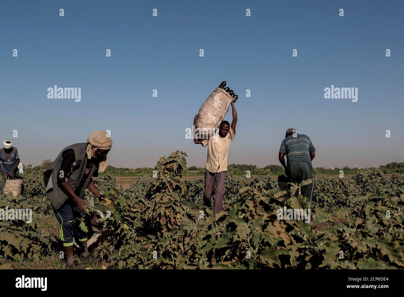 Mussa Adam Bakr (R), 48, who farms a plot of land next to a mud brick factory, collects eggplants with his workers on his field on Tuti Island, Khartoum, Sudan, February 14, 2020. "I came to Tuti in 1988 because the land here is the best for agriculture and close enough to supply markets, and it makes for a good income", said Bakr. "Through out the year the Tuti earth produces all sorts of vegetables like potatoes, onions and aubergines." REUTERS/Zohra Bensemra SEARCH "BENSEMRA NILE" FOR THIS STORY. SEARCH "WIDER IMAGE" FOR ALL STORIES. Stock Photo