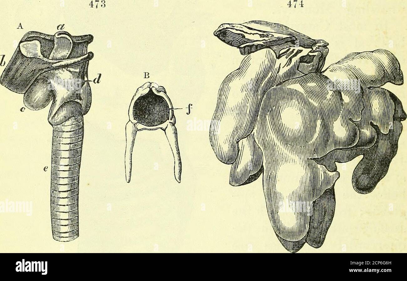 . On the anatomy of vertebrates [electronic resource] . Larynx of ...