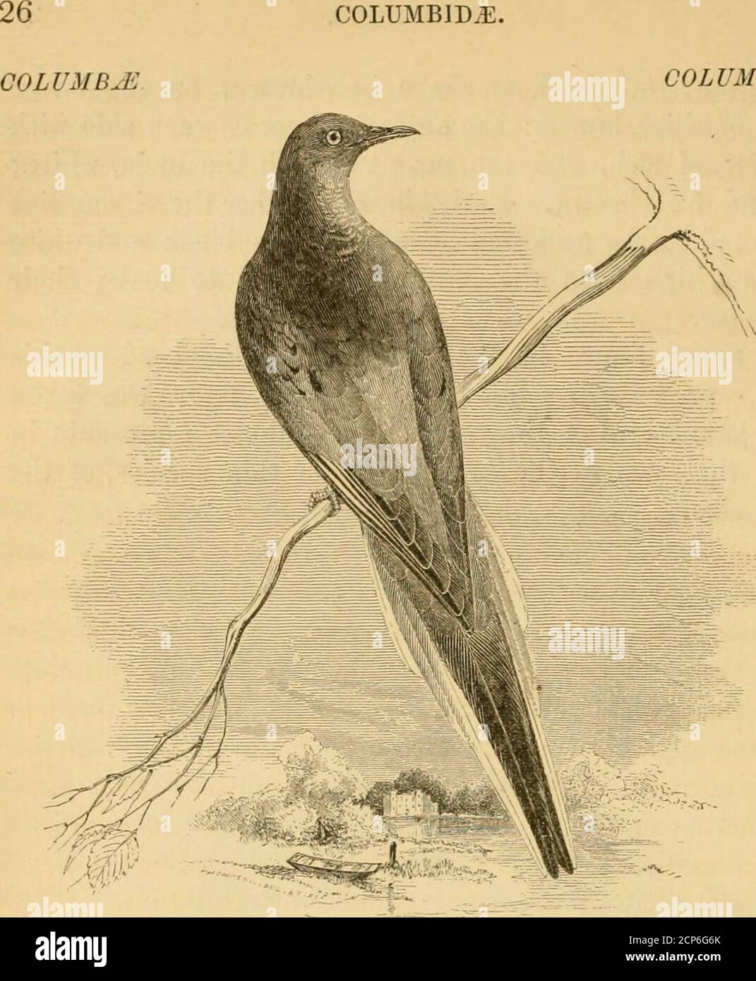 . A history of British birds . VOL. III. COLUMBID.E. COLVMBID^E.. ECTOPISTES MIGRATORIUS (LiunffiUS*). THE PASSENGER PIGEON. Ectojnstes migratorius. EcTOPiSTES, Stoainsonf. Bill small, slender and notched. Wings ratherelongated, pointed ; the second feather longest. Tail very long and extremelycuneate. Tarsi very short, half-covered anteriorly by feathers; anteriorscales imbricate ; lateral scales small and reticiilate. The American Passenger Pigeon was included in the firstEdition of this work on the strength of the occurrence of asingle specimen recorded by Dr. Fleming in his * Historyof Bri Stock Photo