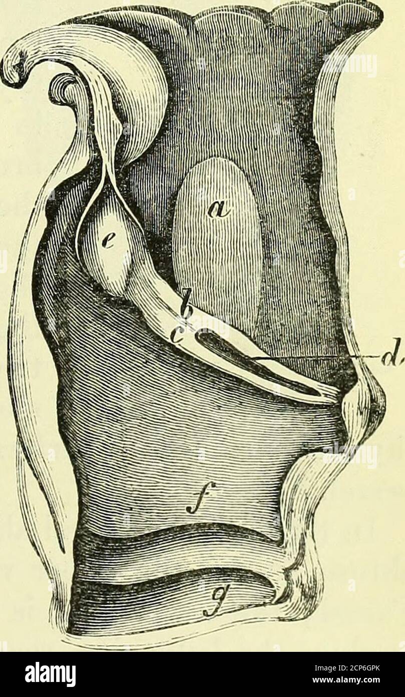 On the anatomy of vertebrates [electronic resource] . ilaginous mass  represents the twocartilages of Santorini (fig. 462, It, h, Horse) ; a  similar trian-gular fibro-cartilao-e at the anteriorborder of the arytenoid