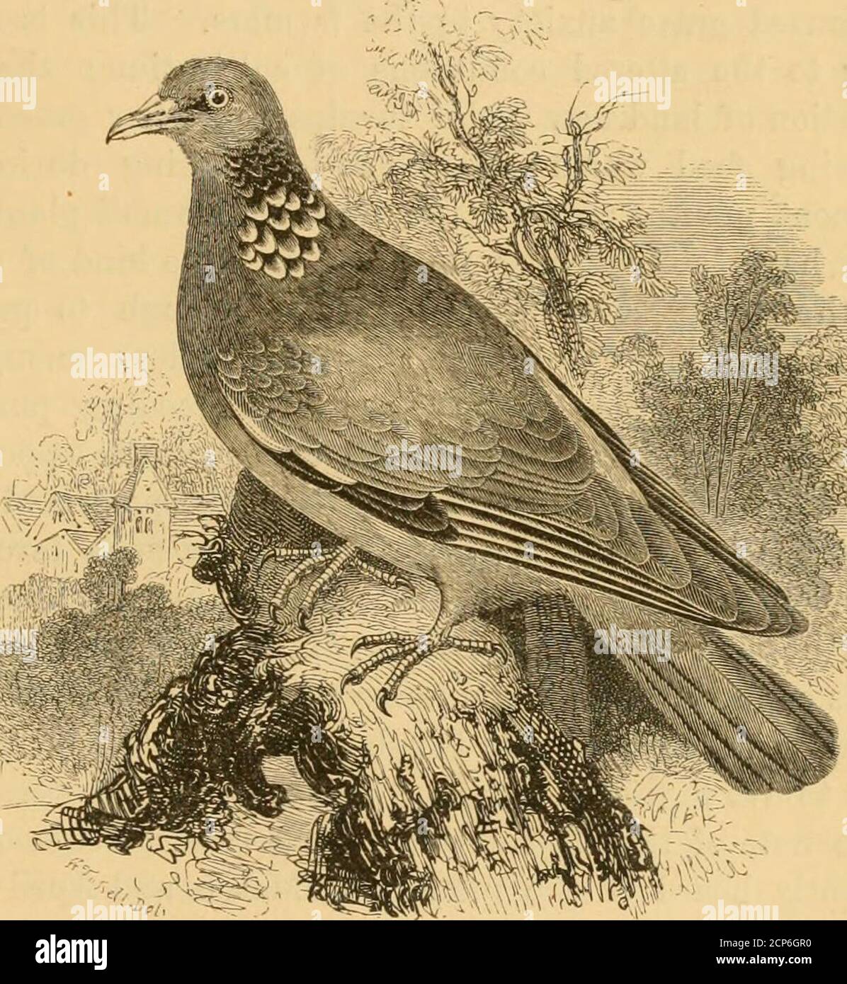 . A history of British birds . u .... 540 „ dougalli. Roseate Tern ..... 544 „ JiuviaiiUs. Common Tern .... 549 „ macrura. Arctic Tern ..... 553 ,, minuta. Lesser Tern ..... 558 ,, fuliginosa. Sooty Tern ..... 562 Anous stolidus. Noddy Tern ..... 567 JCema sabinii. Sabines Gull ..... 573 lihodostethia rosea. Cuneate-tailed Gull . . 579 Larus philadelpliia. Bonapartian Gull . . 584 minutus. Little Gull ..... 589 ridihundus. Black-headed Gull . . 594 iclithyaetus. Great Black-headed Gull . 609 canus. Common Gull ..... 613 argentatus. Herring Gull .... 618 fuscus. Lesser Black-backed Gull . , . 6 Stock Photo