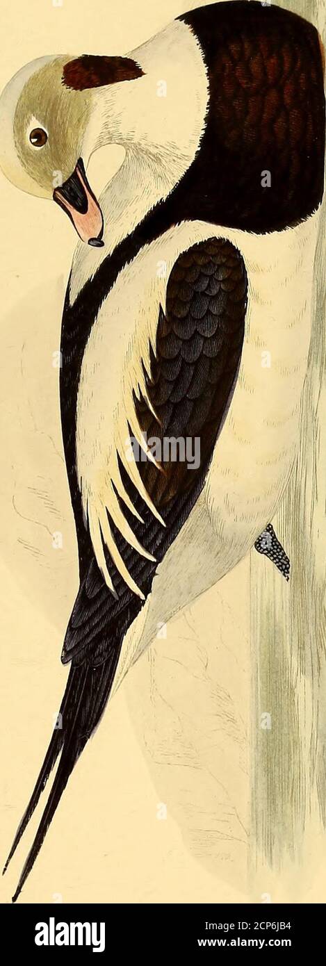 Oiseaux Noir Et Blanc High Resolution Stock Photography And Images Alamy