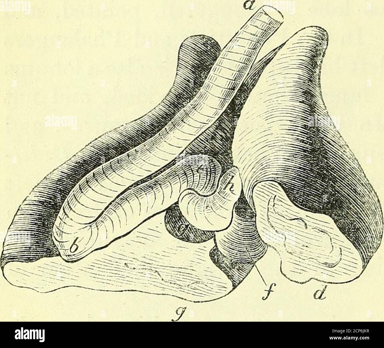 . On the anatomy of vertebrates [electronic resource] . rtilaginous ...