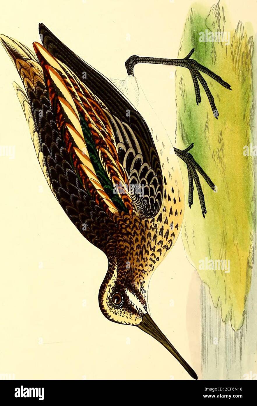 Ornithologie du salon, Synonymie, description, mœurs, nourriture des oiseaux de volière européens et exotiques.