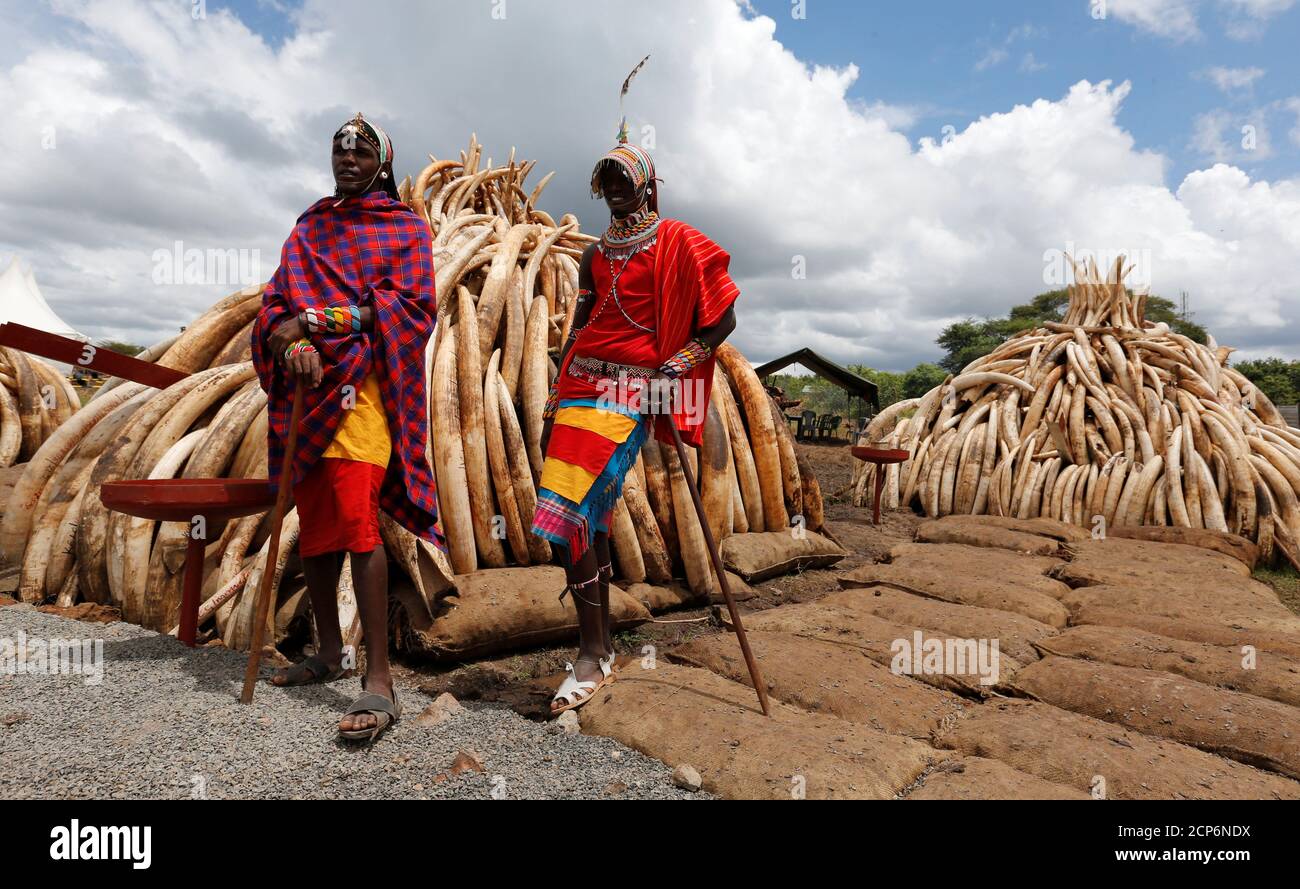 Traditional Maasai tribesmen pose for a photograph near elephant tusks, part of an estimated 105 tonnes of confiscated ivory to be set ablaze, stacked onto a pyre at Nairobi National Park near Nairobi, Kenya, April 28, 2016. REUTERS/Thomas Mukoya     TPX IMAGES OF THE DAY Stock Photo
