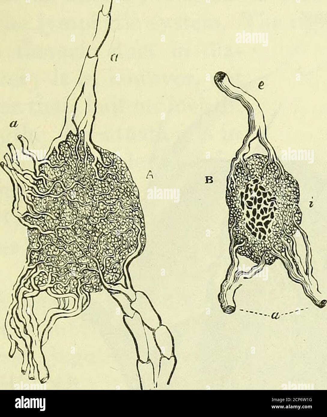 . On the anatomy of vertebrates [electronic resource] . r in the ...