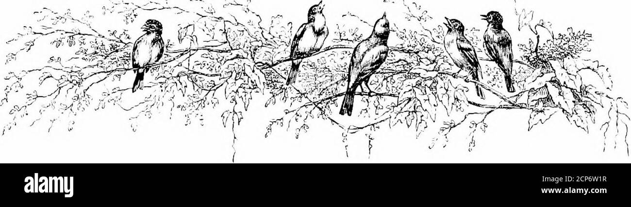 The Bird Atuie So Little So Full Of 172 Tile Light Passion I Trembled At His Song He Bent His Head Behind Him His Swollen Bosom Never Singer Or Poet Enjoyed