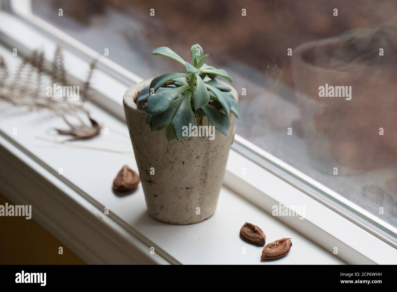 Plant on a window hi-res stock photography and images - Alamy