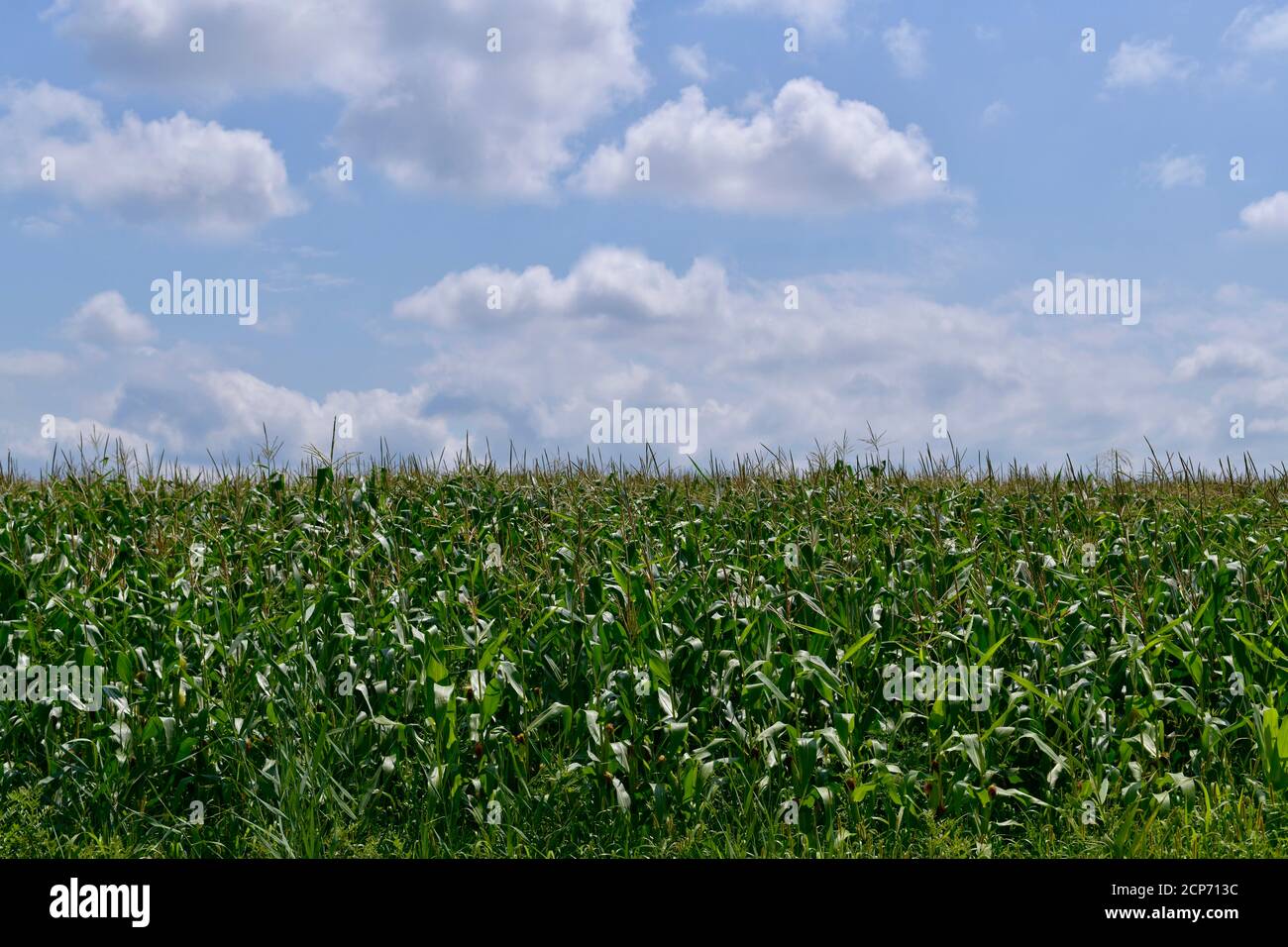 A field with corn inflorescences with blue sky and white clouds Stock ...