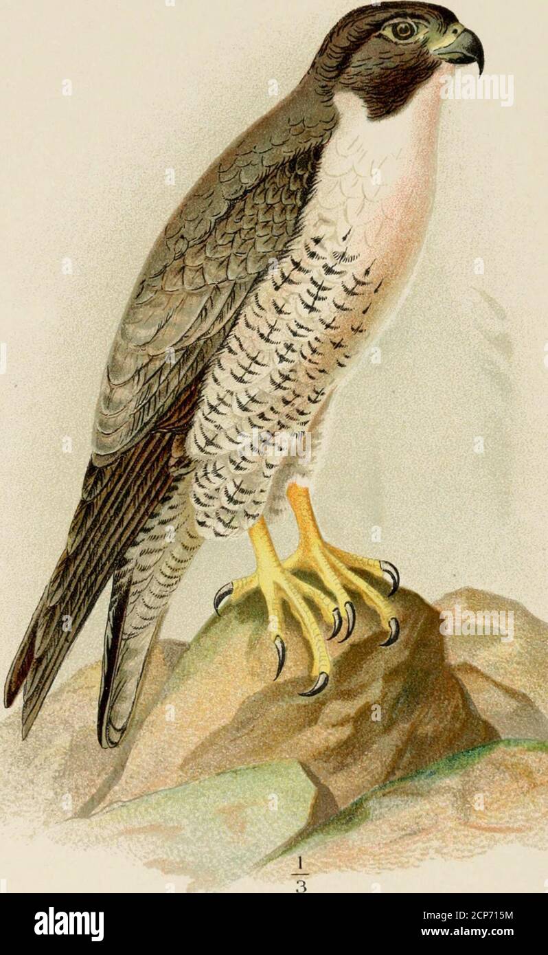 Five bald eagles hi-res stock photography and images - Alamy