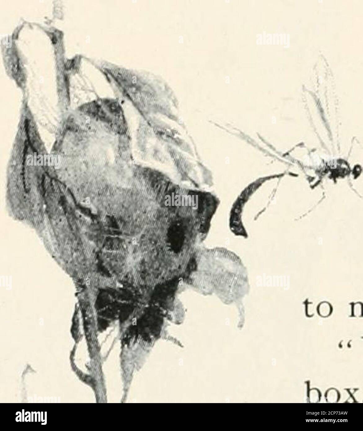 Sharp eyes; a rambler’s calendar of fifty-two weeks among insects