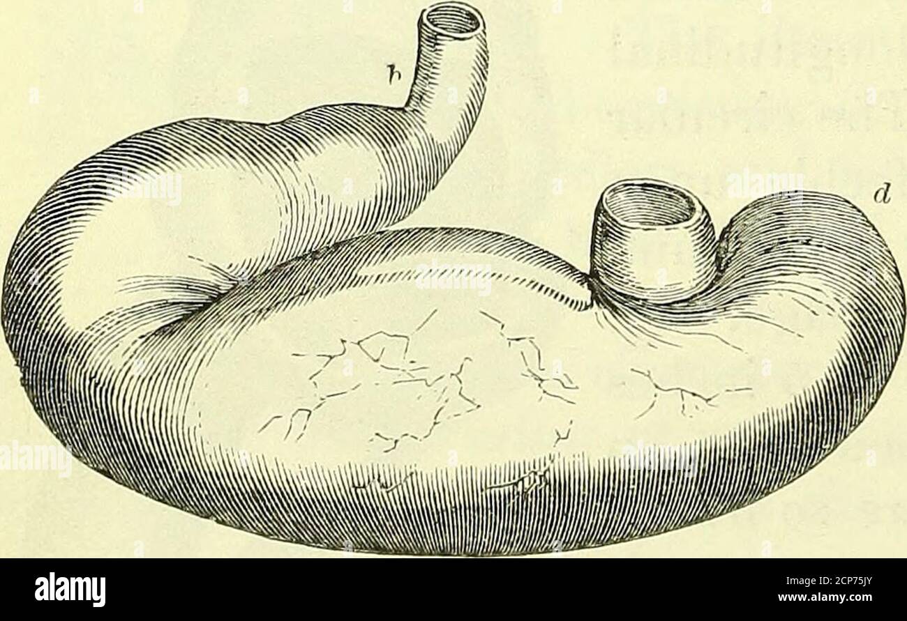 . On the anatomy of vertebrates [electronic resource] . ALIMENTARY CANAL OF CARNLVORA. 443 transverse rugae. The stomach of the Lion, fig. 347, shows itscommon form in the order: it is chiefly elongated from rightto left; but lies less transversely to the abdomen than in Man : thecardia, a, and pylorus, b, are wide apart: there is but a smallextent of blind sac, d, to the left of the cardia, and the pyloricend, e, b, is bent abruptly and closely upon the middle of thestomach. The longitudinal fibres of the muscular coat form astrong band along the lesser curvature : the ruga3 of the innercoat Stock Photo