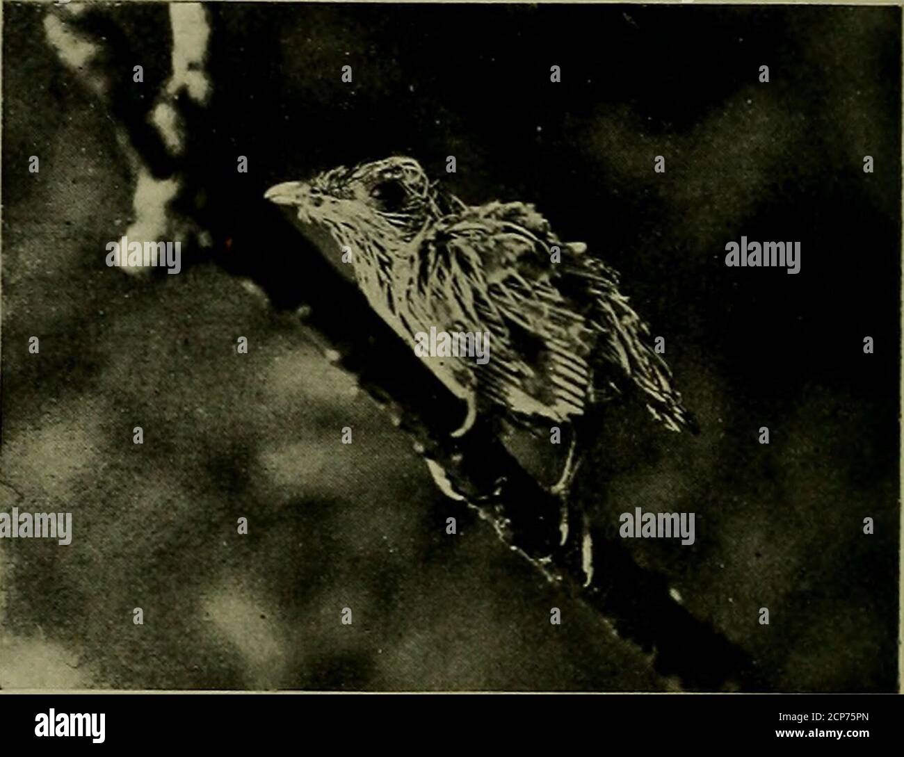 Unsheath Unsheath hi-res stock photography and images - Alamy