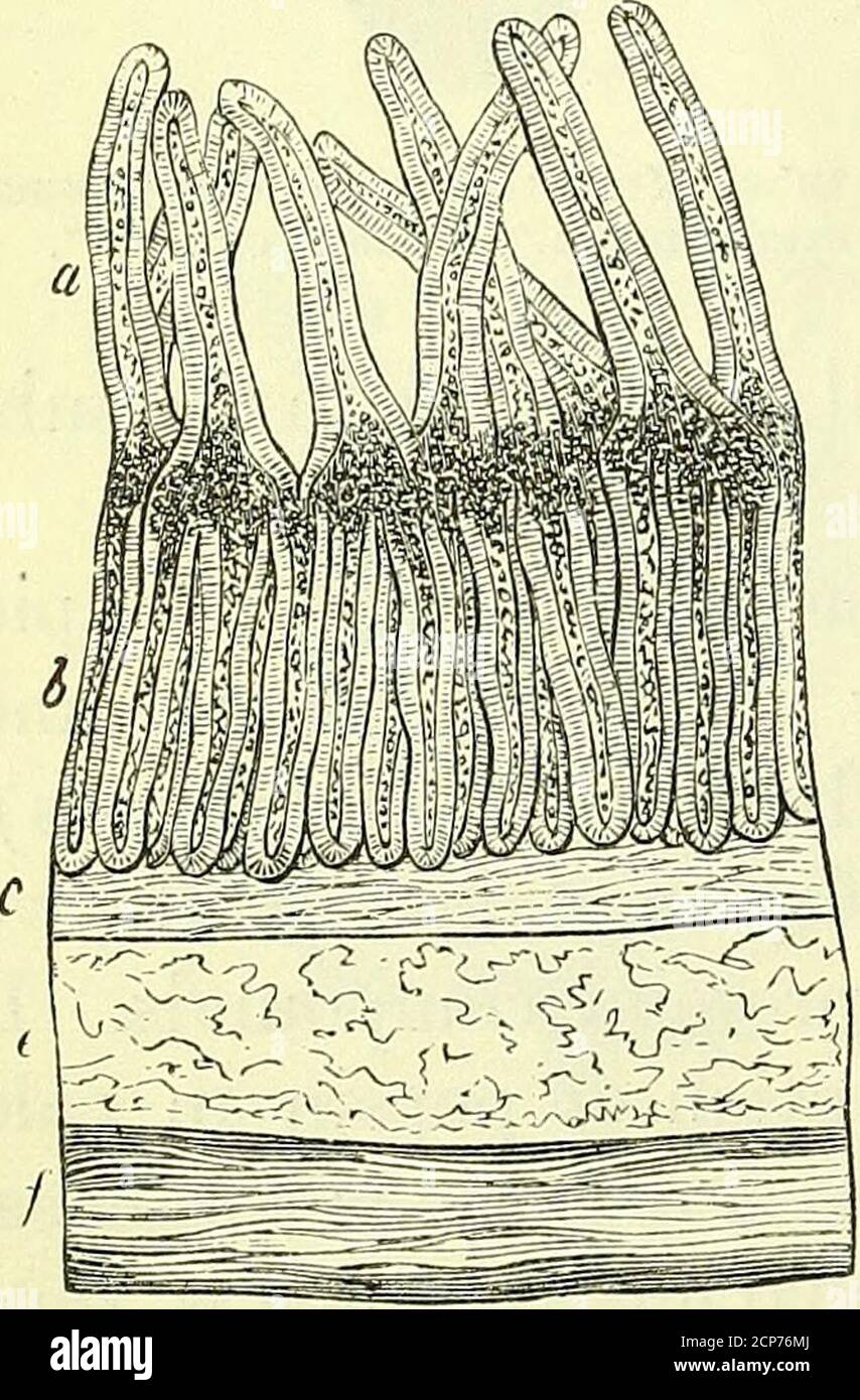 . On the anatomy of vertebrates [electronic resource] . Valvulae conniventes, Humansmall intestine, cxlviix. 339. Section of Human jejunum : magu. 50diam. cxlvih. nified section of the intestinal tunics,fig. 339, a are the villi, c the submu-cous areolar tissue, e transverse fibres,/longitudinal fibres of the 1 The length of the body from the vertex to the vent, not to the heel, is that whichshould be taken for comparison of proportionate length of the intestines in Man withthose of brutes recorded in the Tables of xn, tome iv. pp. 182-208. ALIMENTARY CANAL OP BIMANA. 439 muscular coat; In fig Stock Photo