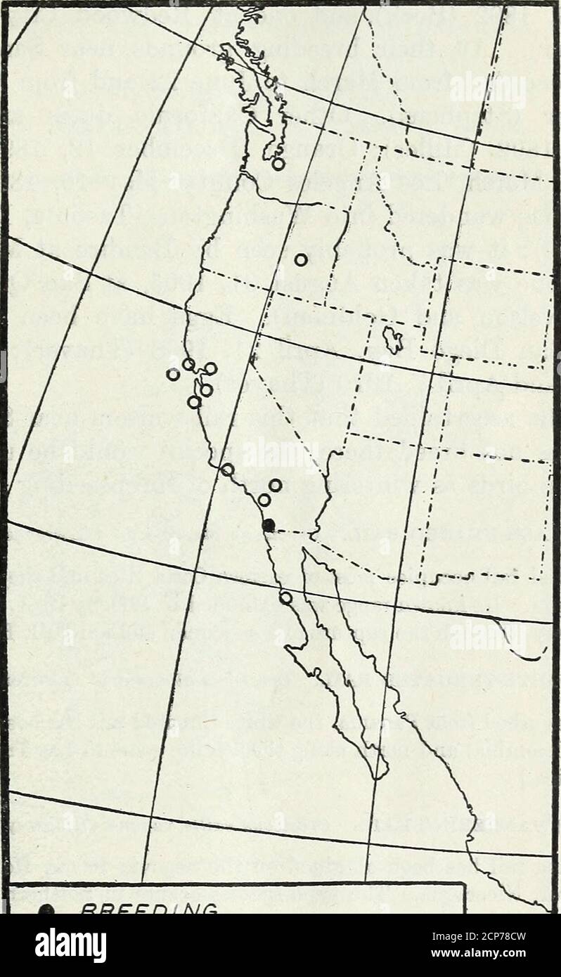 . Distribution and migration of North American rails and their allies . Fig. 14.—Black rail (Creciscus jamaicemis). Creek, Md., September 25, 1877 (Palmer); Mount Calvert, Md.,October 19, 1906, September 22, 1907, and October 12, 1908 (Palmer);Washington, D. C, September 1, 1908 (Palmer); Camden, N. J.,September 22, 1887 (Sherratt); Canton, 111., October 27, 1894 (Cob-leigh); Chicago, 111., October 15, 1903 (Dearborn); Lawrence, Kans.,September 26, 1885 (Kellogg); and Habana, Cuba, twice (Gundlach). NORTH AMERICAN EAILS AND THEIR ALLIES. 35 Eggs have been found at Mount Pleasant, S. C, June 10 Stock Photo