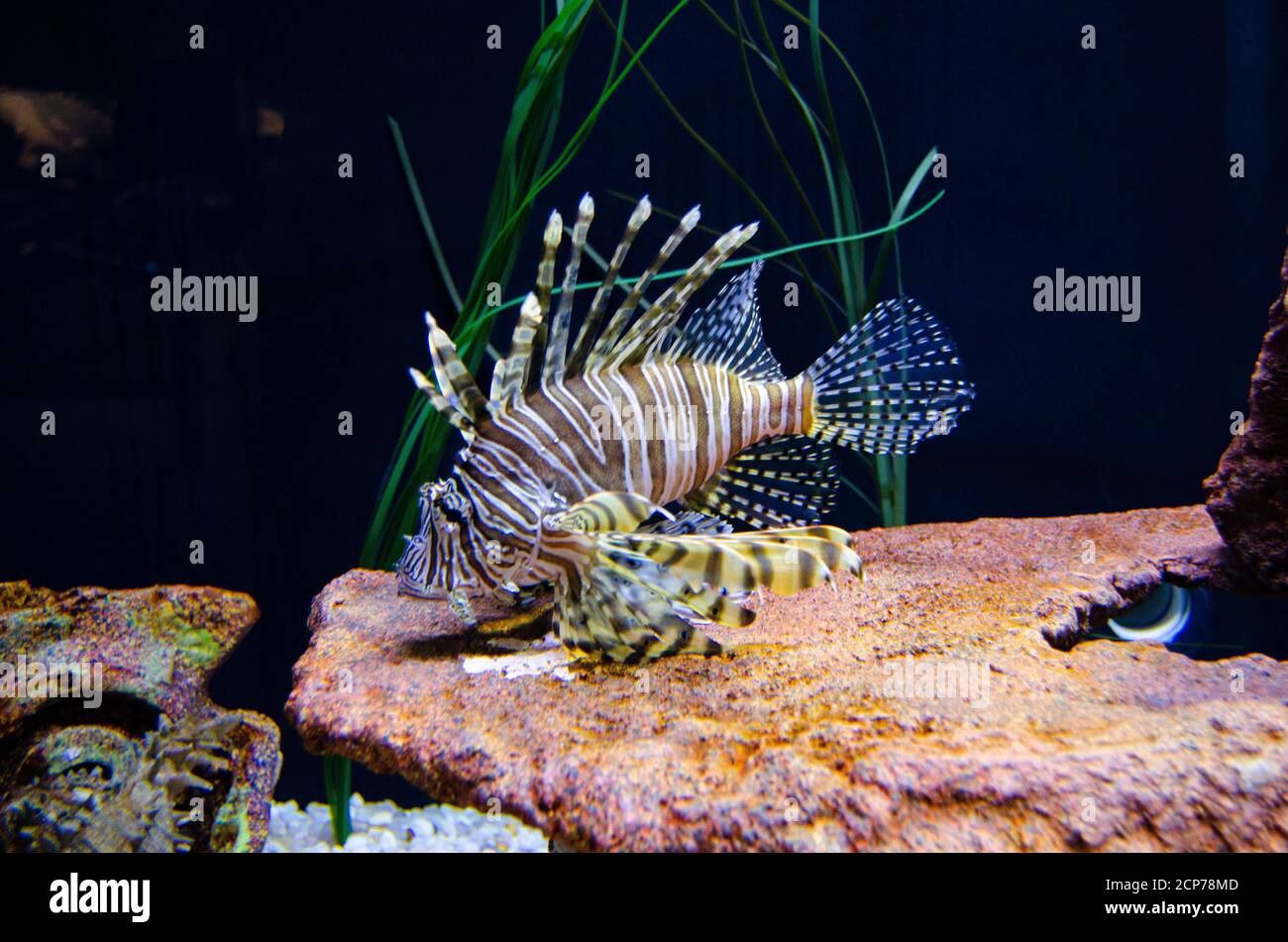 Lion Fish swimming a saltwater tank in an aquarium Stock Photo
