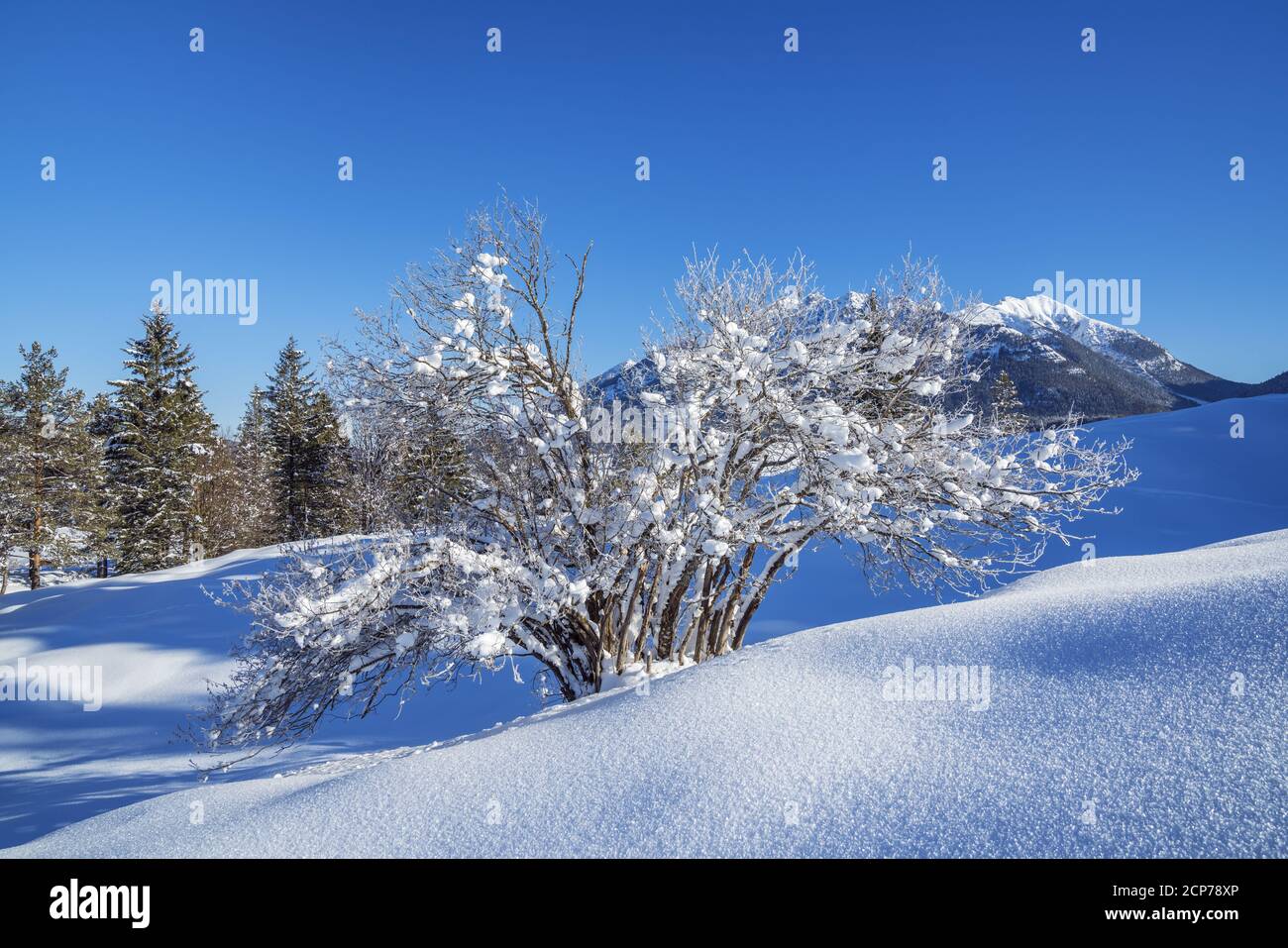 Winter near Mittenwald, Werdenfelser Land, Upper Bavaria, Bavaria, Southern Germany, Germany, Europe Stock Photo