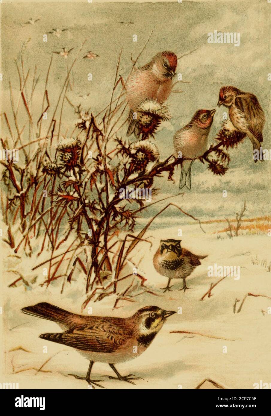. A popular handbook of the ornithology of the United States and Canada, based on Nuttall's Manual . ^^^^ POPULAR HANDBOOK OF THE ORNITHOLOGY OF EASTERN NORTH AMERICA By THOMAS NUTTALL. Ecbi0£ti anti xlnnotatctjBy MONTAGUE CHAMBERLAIN.popularhandbooko01nutt Stock Photo