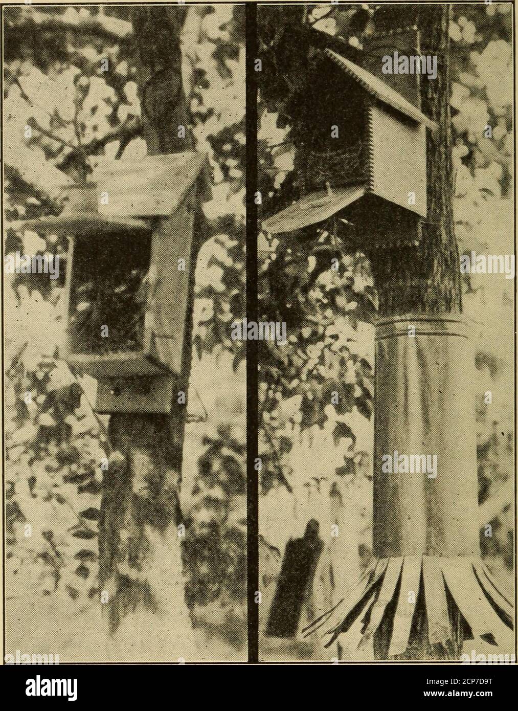 Dead wren bird hires stock photography and images Alamy