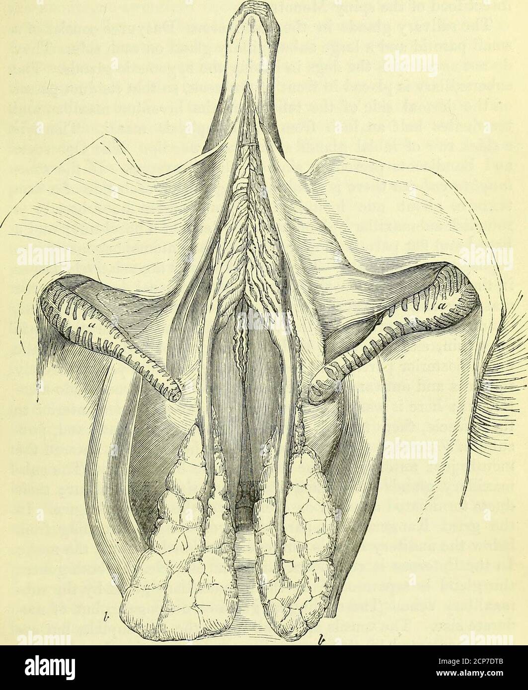 . On the anatomy of vertebrates [electronic resource] . is of unusual dimensions: it extends from the meatus audi- 1 cxvn. p. 29. SALIVARY GLANDS OF MAMMALS. 397 torius along the neck, and upon the anterior part of the thorax :it is a broad, flat, oblong lobulated body, narrowest at its anteriorextremity, from which the wide duct emerges. When the duct 302. Submaxillary glands, Echidna setosa; nat. size. has reached the interspace of the lower jaw, it dilates, and thendivides into eight or ten undulating branches, which subdivideand ultimately terminate by numerous orifices upon the mem- 398 A Stock Photo