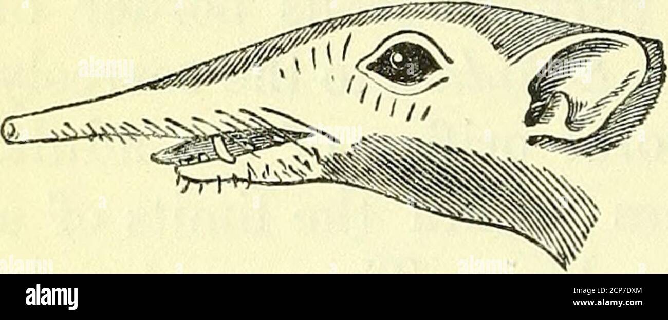 . On the anatomy of vertebrates [electronic resource] . Section of ...
