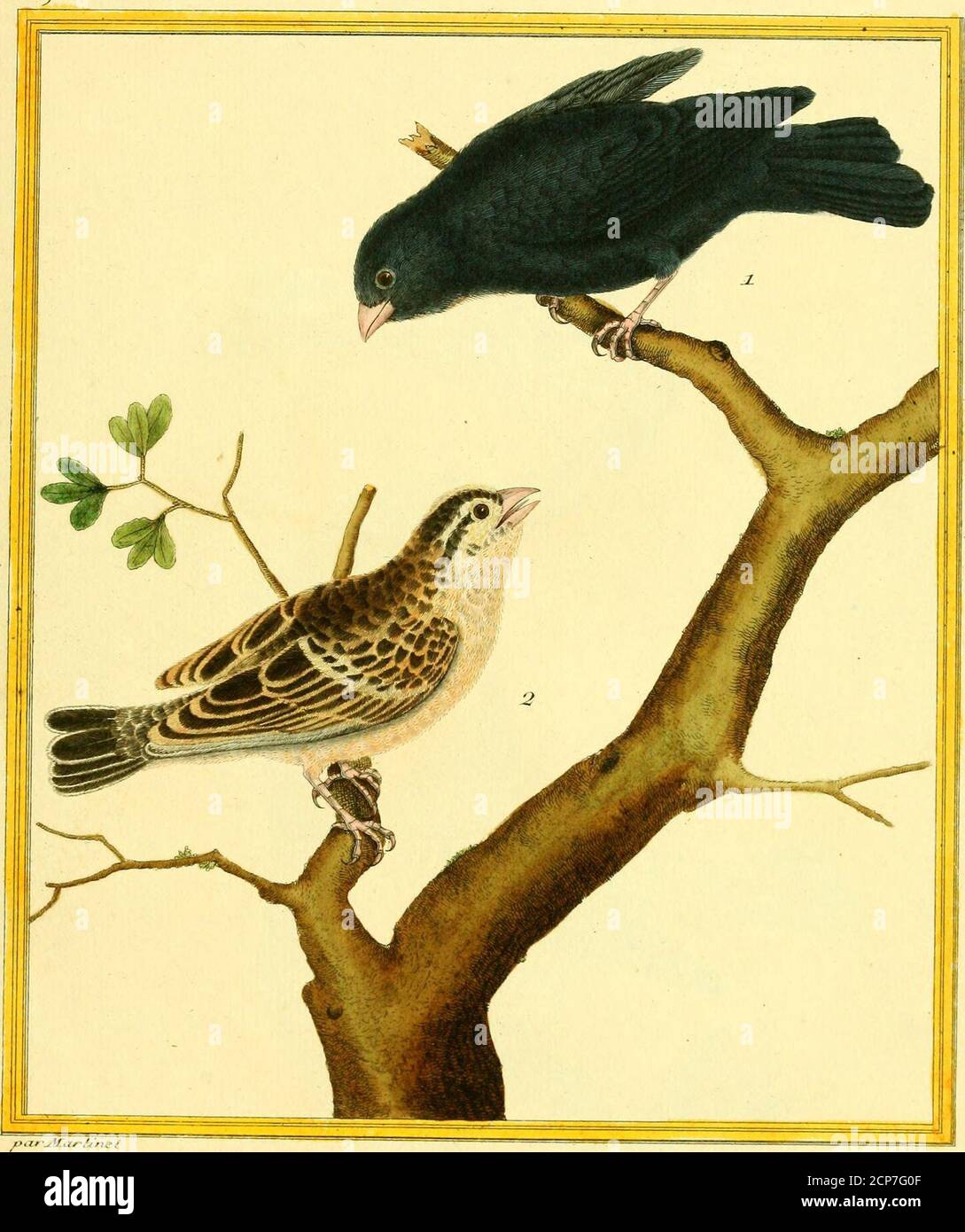 Planches Enluminees D Histoire Naturelle 1 Ta Itjnra Ii R C Va Cai Cn U I Tii Ind Ii Iic W C Lt L Lt N Lt I Ic 2 Nj 1 Jfoirwau Ju Jl W Il J Oi A Iu I Gt Stock