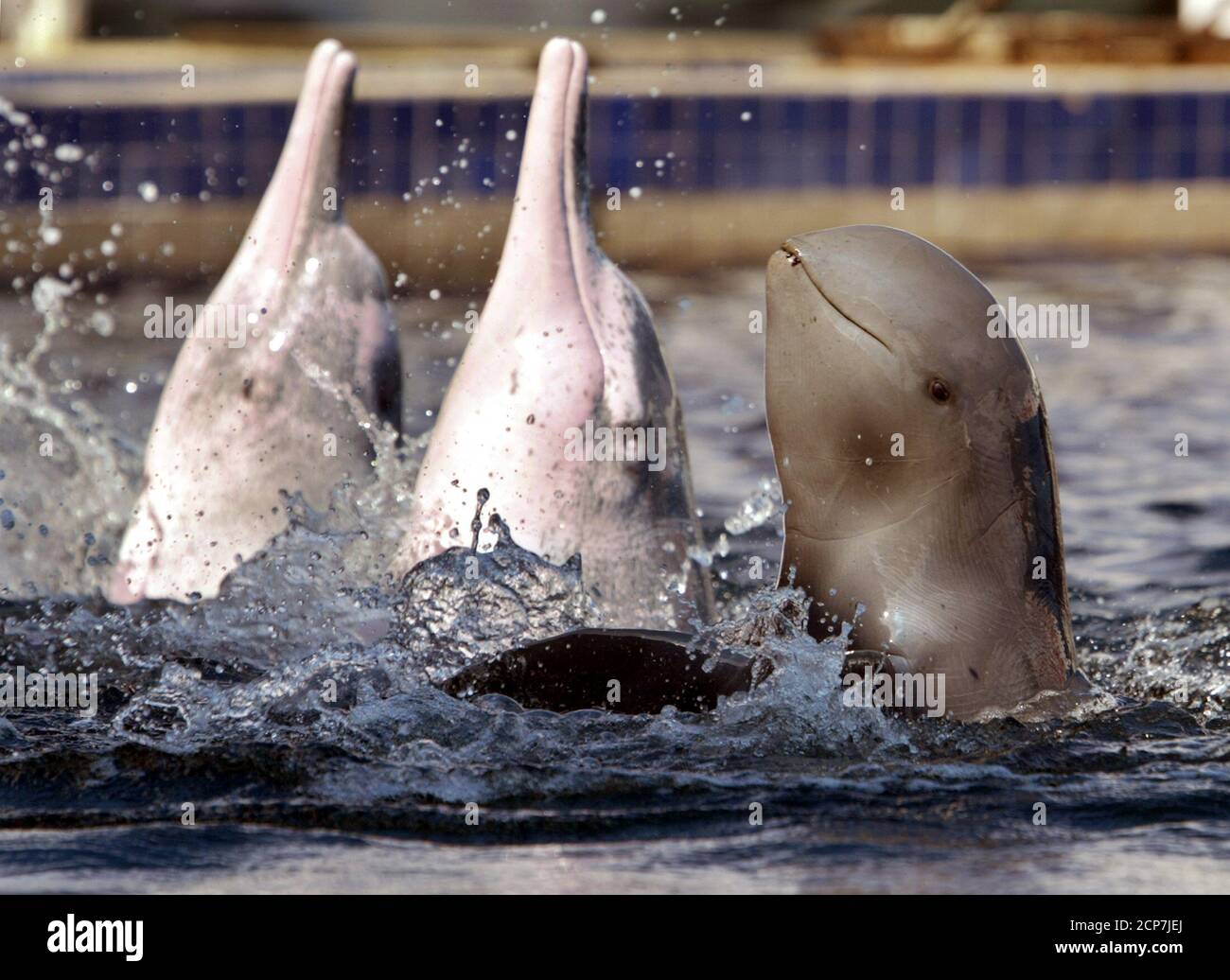 An Irrawaddy Dolphin R Performs With Two Pink Dolphins At The Oasis Sea World Marine Park In Chantaburi Nearly 290 Km 190 Miles Southeast Of Bangkok On December 03 The Park