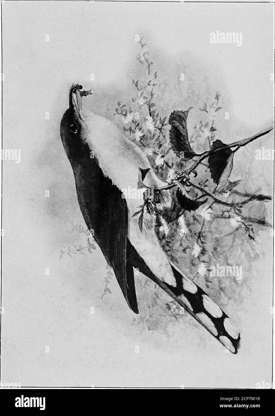 Vine Nest Black And White Stock Photos Images Alamy