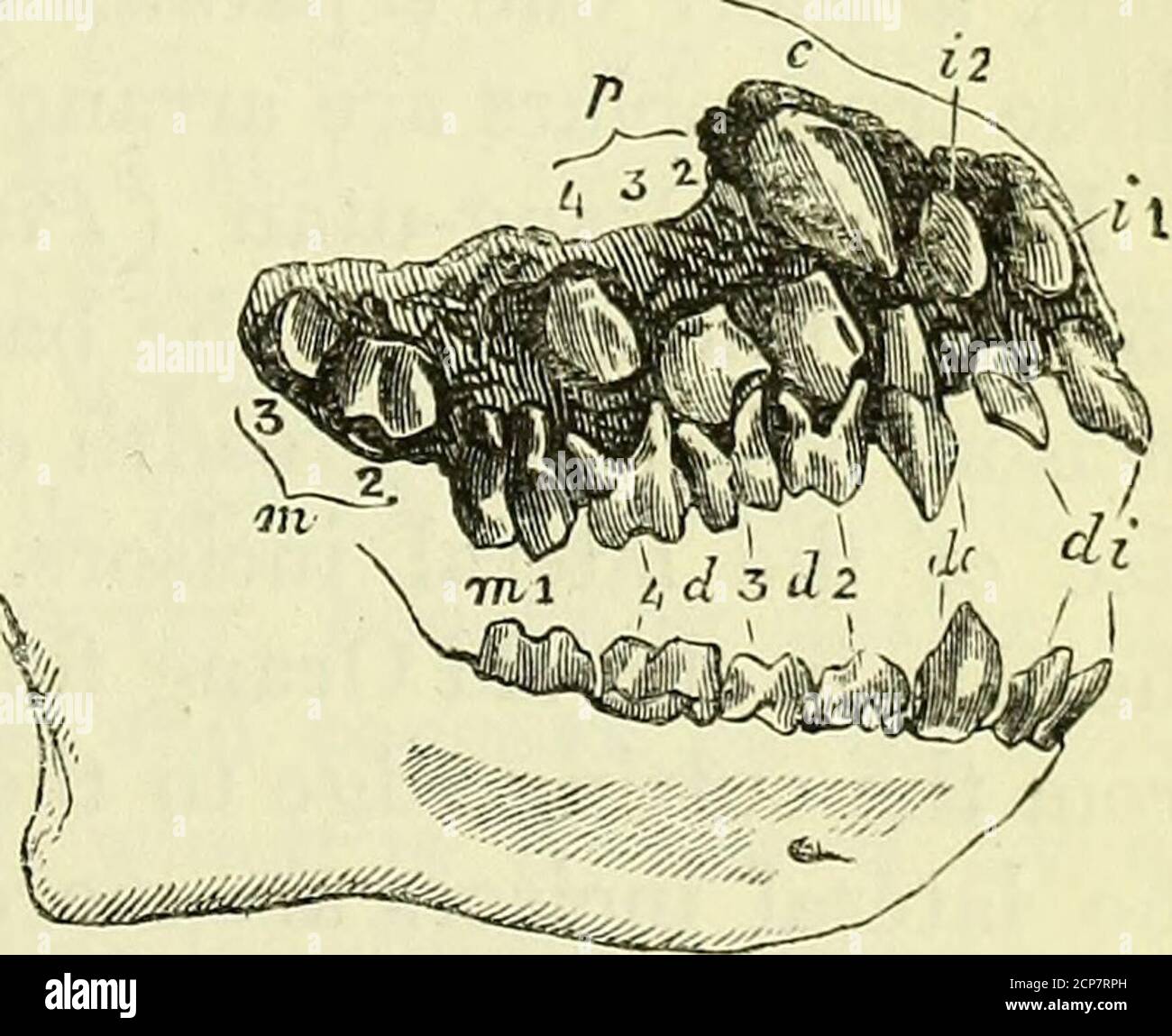 Dental formula of 2 1 2 3 2 1 2 3 hires stock photography and images