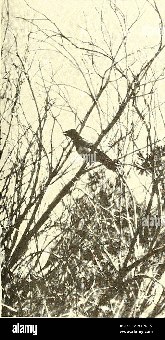 3 November 1912 High Resolution Stock Photography And Images Alamy