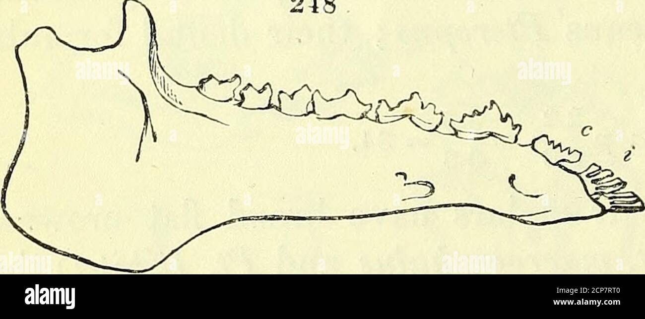 . On the anatomy of vertebrates [electronic resource] . Upper jaw and ...