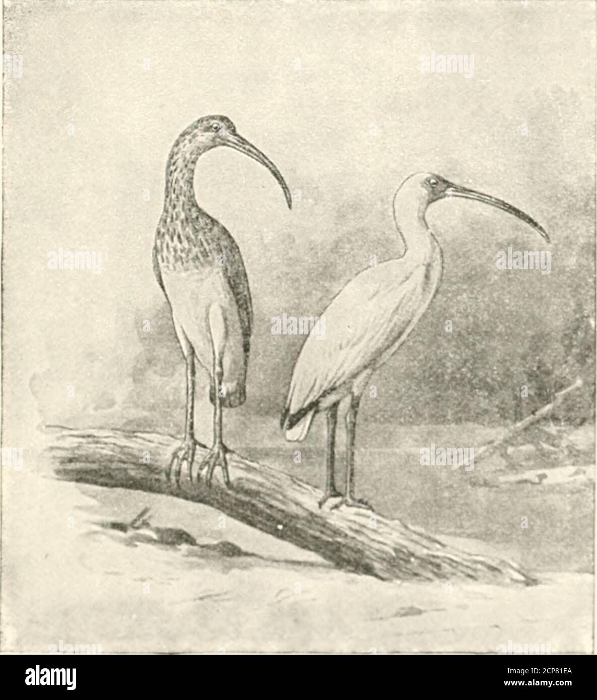 . The birds of eastern North America known to occur east of the nineteenth meridian .. . liill, tl:it, widened iiud rouuded at tip; general plumage, pink and white. AjaJH &lt;ij(tja. Roseate Spoonbill.See No. 139. Tlie Spoonbill may be roadil.y recognized by its peculiar bill. Although bv no meanscommon, it still occurs in some mimbers in tlie swamps of southern Florida. FAMILY IBIDID.E. IBISES. 87 FAMILY IBIDID/E. Ibises. Bill, long, rather slender, and decidedly curved downward; tarsus,always less than five inches long; toes, four, all on the same level, no comb=like edyje on side of middle Stock Photo