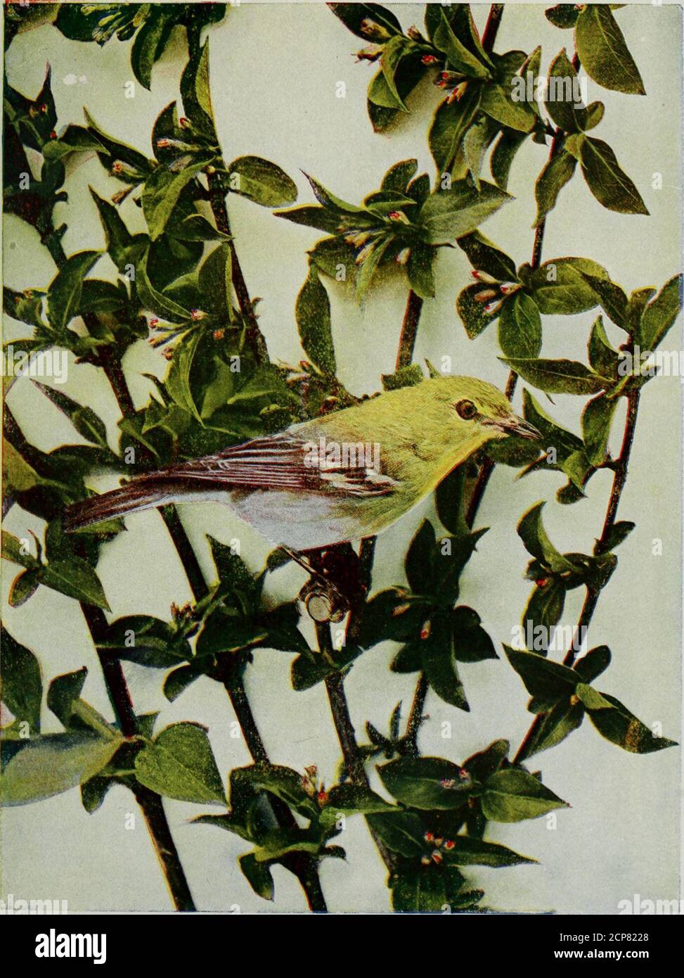 . www.flickr.com/photos/internetarchivebookimages/tags/book... . VARBLlN(i VIKEO.Life-size. 51 YELLOW-IHKOATEO  IKEO (Vireo flavitronsi } Life-size INSECTIVOROUS BIRDS 378 THE YELLOW-THROATED VIREO* The popular name of this species of an attractive familyis Yellow-throated Greenlet, and our young readers willfind much pleasure in watching its pretty movements andhstening to its really delightful song whenever they visit theplaces where it loves to spend the happy hours of summer.In some respects it is the most remarkable of all the speciesof the family found in the United States. The Birds o Stock Photo